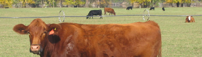 Mitchell Cattle